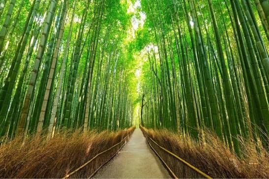 Het pad door het bamboebos van Arashiyama, met hoge groene stengels aan weerszijden