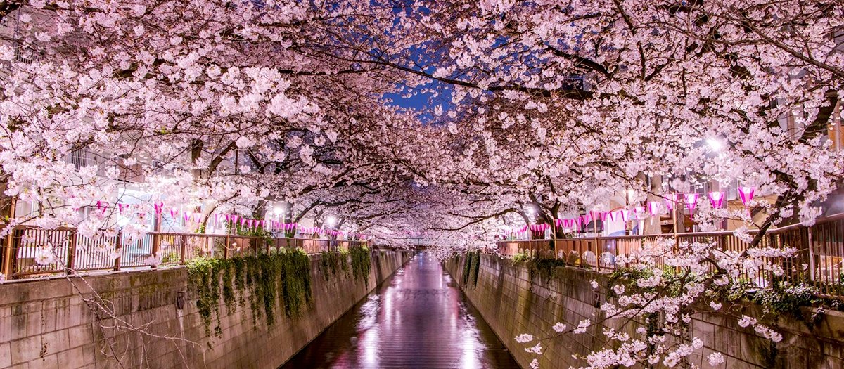 De kersenbomen langs de Meguro rivier in Tokyo, verlicht bij avond